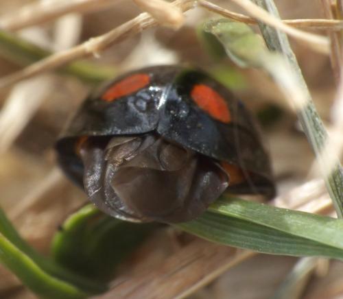 Harmonia axyridis